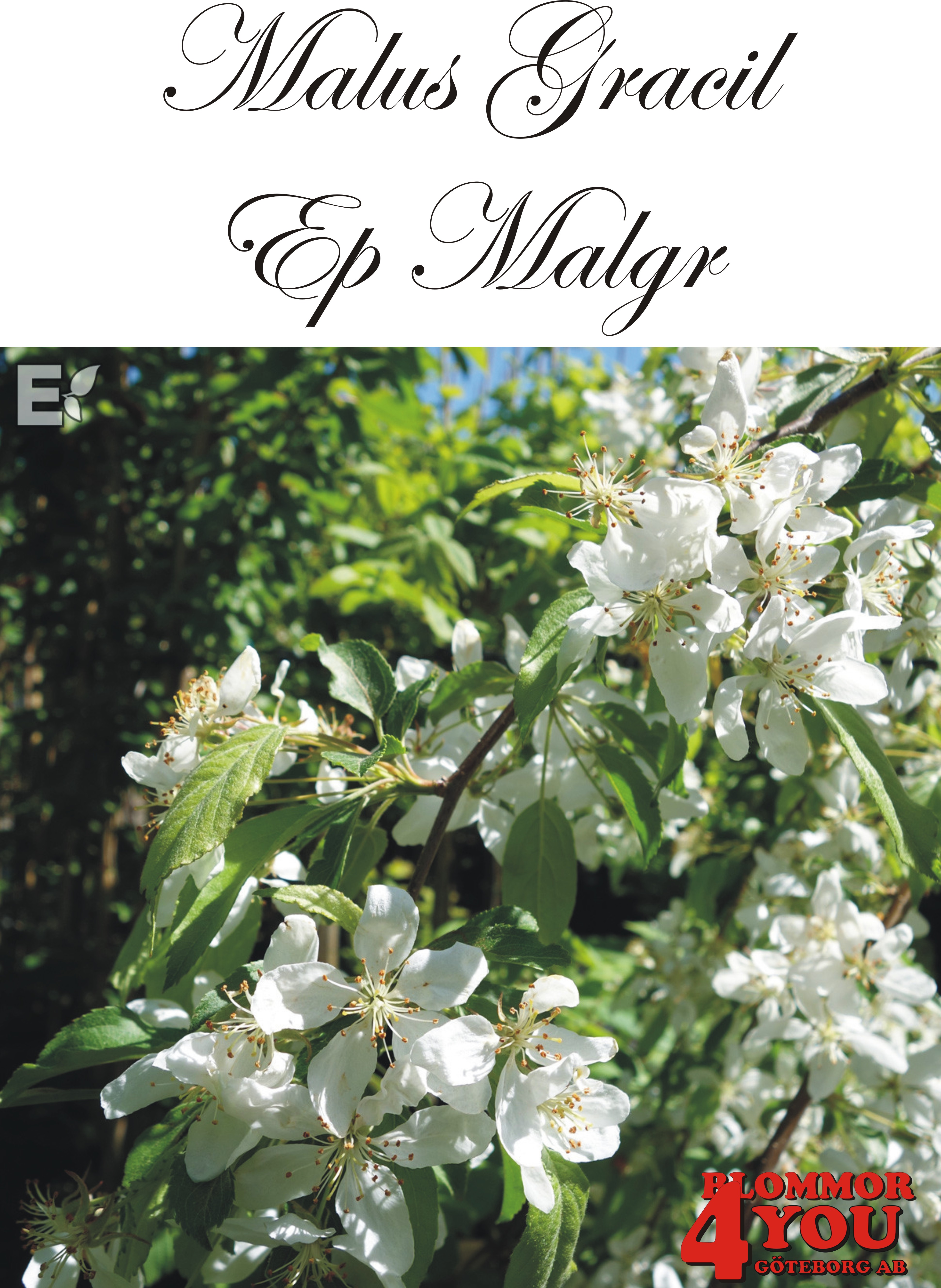 Malus Gracil E (Ep Malgr) Sh 90-110 Co