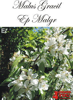Malus Gracil E (Ep Malgr) Sh 90-110 Co