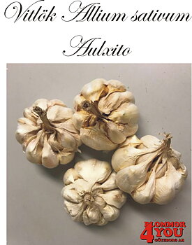 Vitlök   Allium sativum  AULXITO   +55