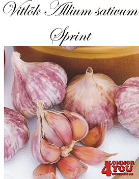 Vitlök   Allium sativum  SPRINT  +55