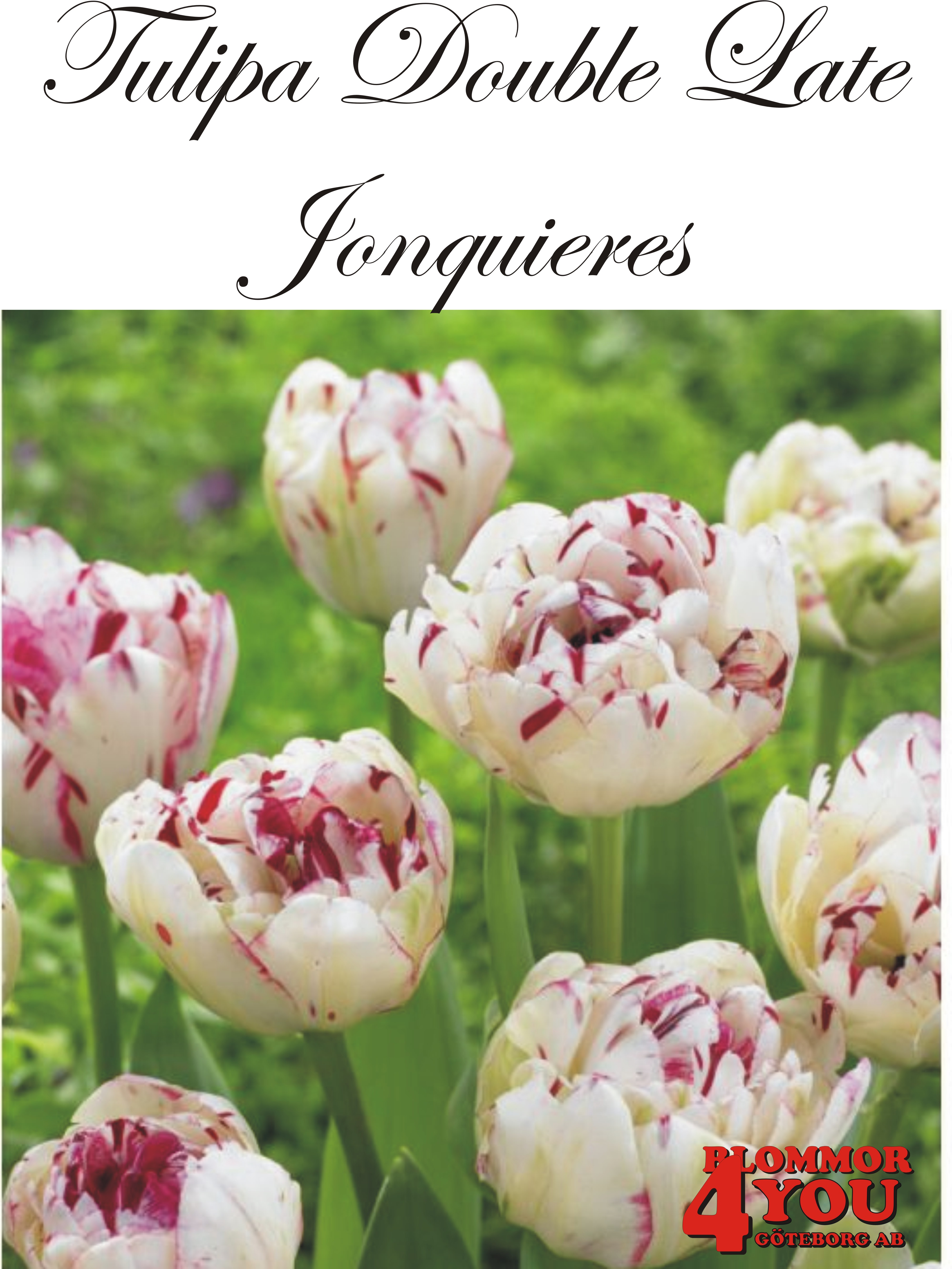 51267  JONQUIERES DUBBEL SENTULPAN