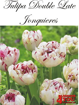 51267  JONQUIERES DUBBEL SENTULPAN