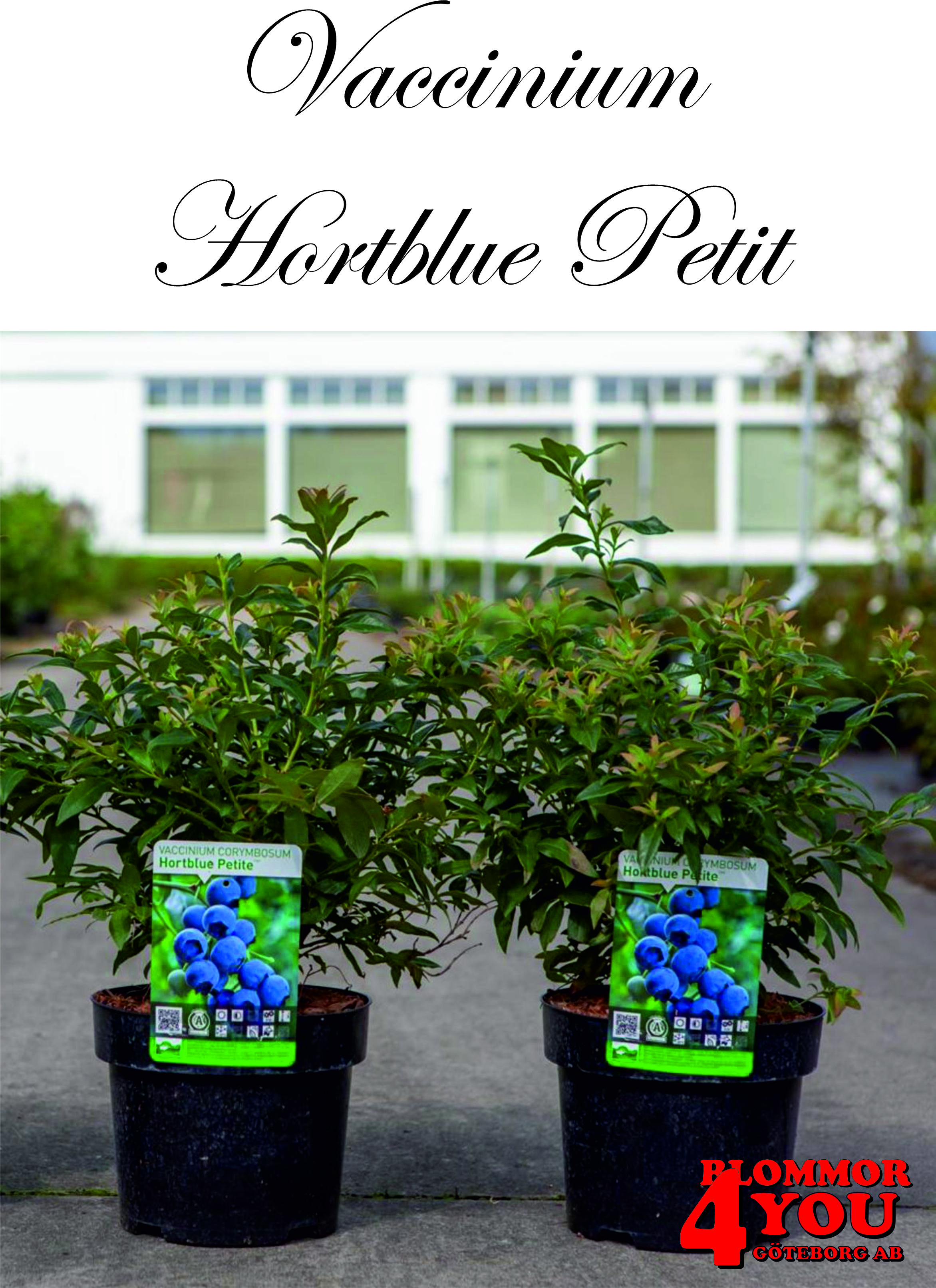 Vaccinium (Angustifolium) Hortblue Petit (CAC)