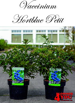 Vaccinium (Angustifolium) Hortblue Petit (CAC)
