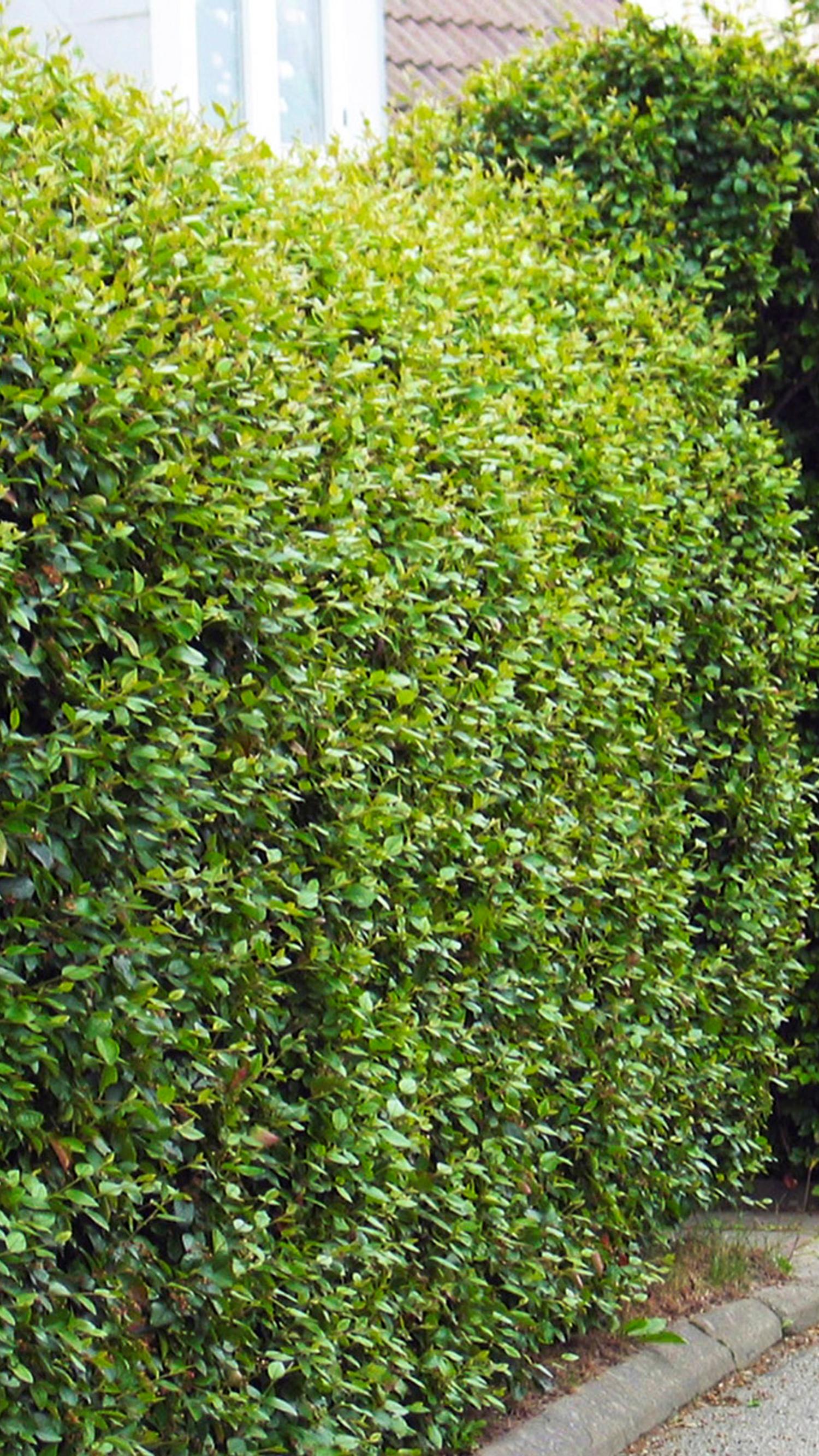 Amelanchier spicata Häck 50-80 cm - 2
