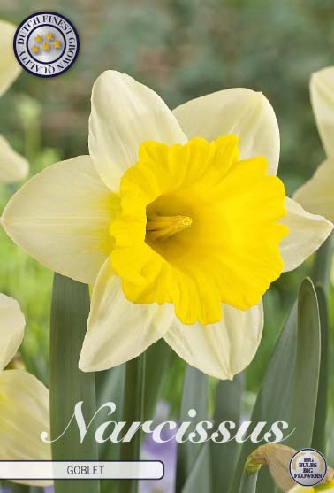 82040  NARCISSUS  GOBLET      TRUMPET