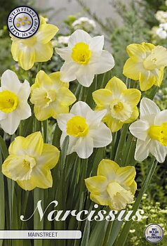 82060  NARCISSUS  MAINSTREET      LARGE CUPPED