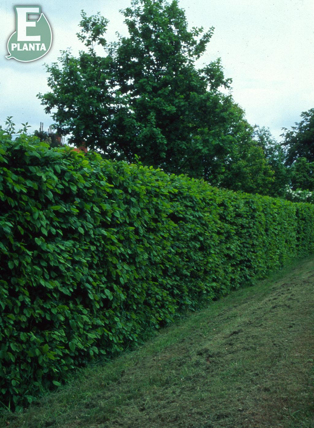 Avenbok  Carpinus betulus Häck 1/2 80-120 CM - 4