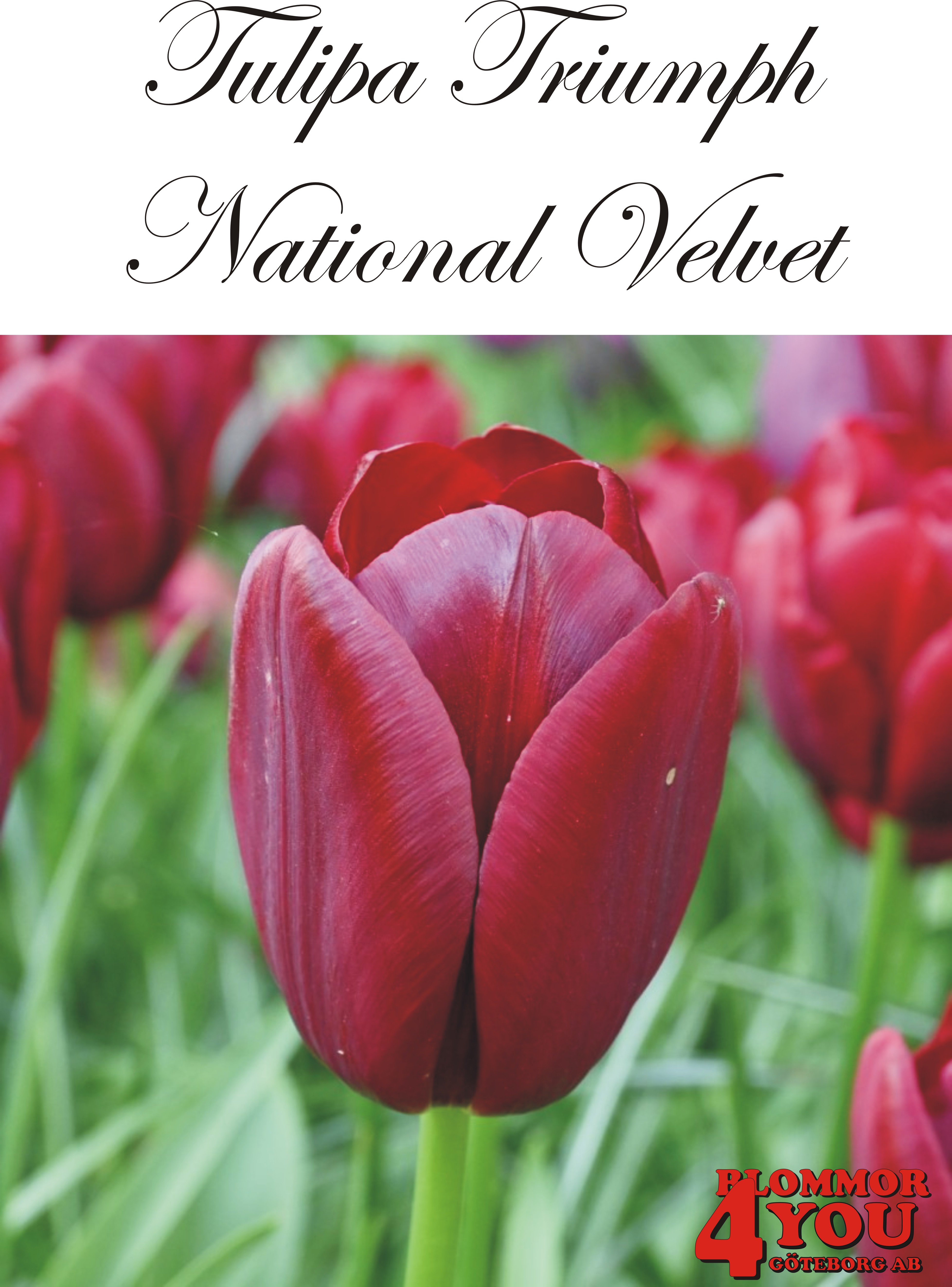 80210  NATIONAL VELVET      TRIUMPHTULPAN