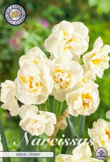 82115  NARCISSUS  BRIDAL CROWN      DOUBLE