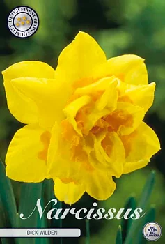82120 NARCISSUS  DICK WILDEN      DOUBLE