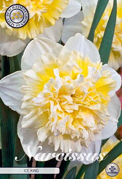 82125  NARCISSUS  ICE KING       DOUBLE