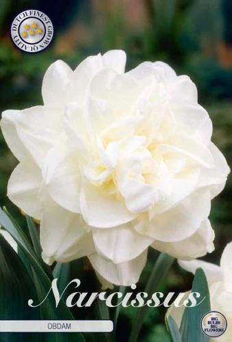 82130  NARCISSUS  OBDAM      DOUBLE