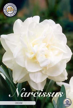 82130  NARCISSUS  OBDAM      DOUBLE