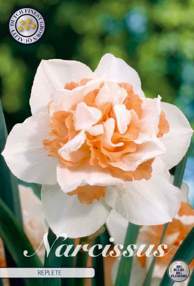 82135  NARCISSUS  REPLETE      DOUBLE