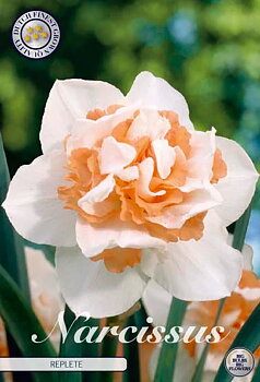 82135  NARCISSUS  REPLETE      DOUBLE