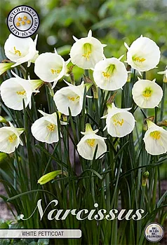 82299  NARCISSUS  WHITE PETTICOAT     JONQUILLA