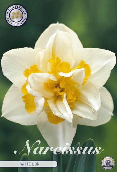 82145  NARCISSUS  WHITE LION      DOUBLE