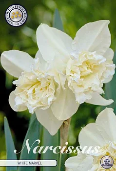 51591  NARCISSUS   WHITE MARVEL   7-Pack