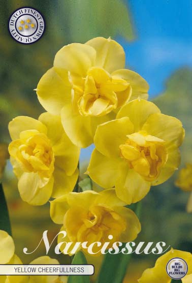 82155  NARCISSUS  YELLOW CHEERFULNESS      DOUBLE