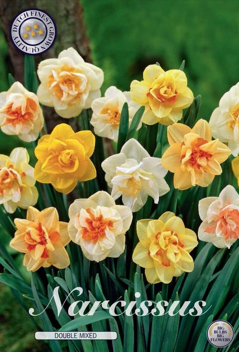 82160  NARCISSUS  DOUBLE MIXED      DOUBLE