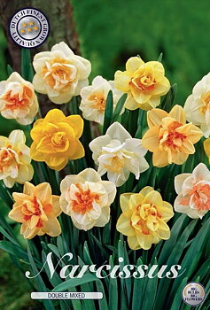 82160  NARCISSUS  DOUBLE MIXED      DOUBLE