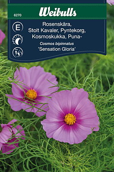6287   Weibulls Rosenskära Fizzy White Cosmos bipinnatus