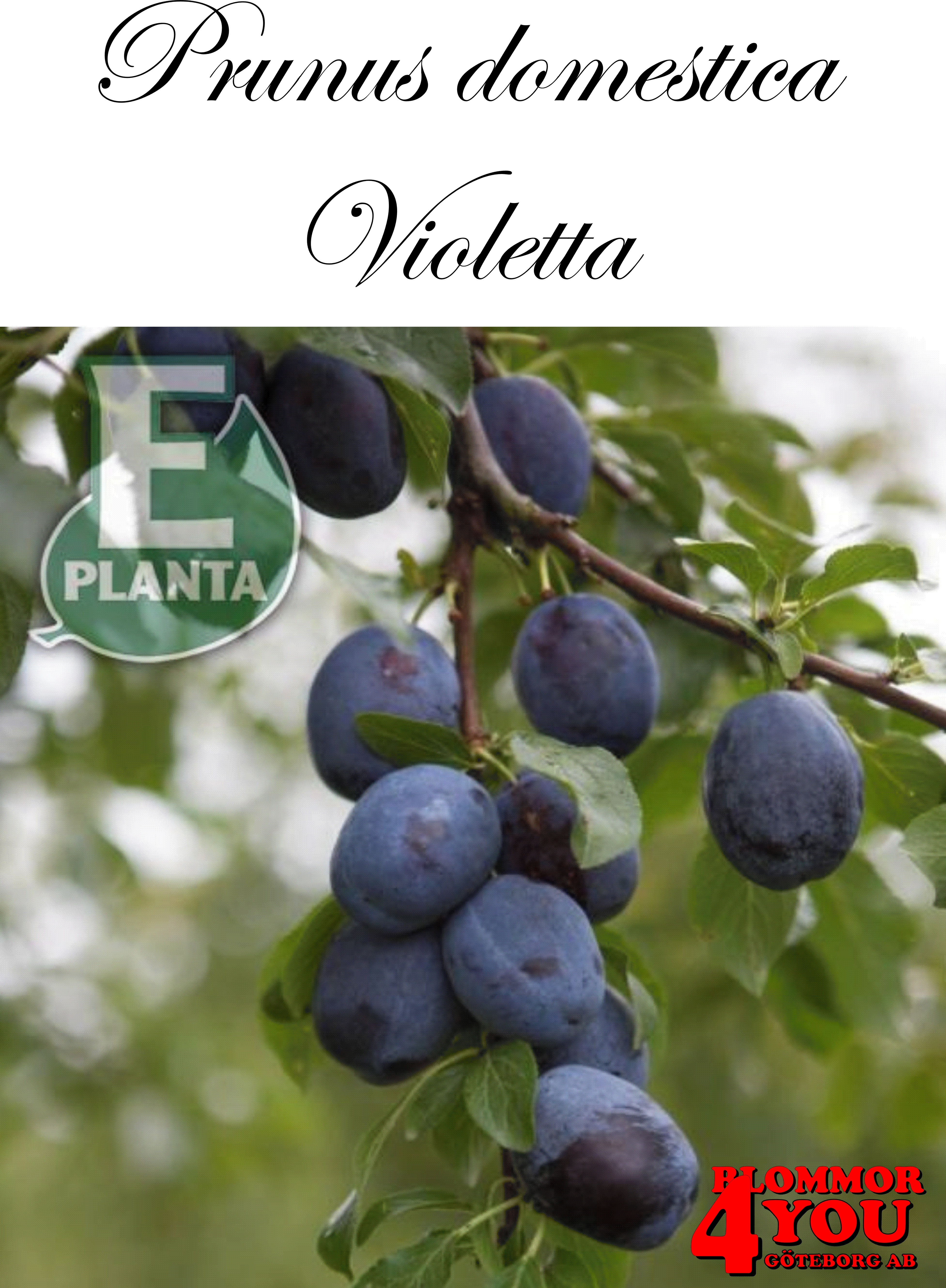 Plommon P.dom BALSGÅRDS VIOLETTA®  E   P.cer  Stam 2-års A-kv Co.