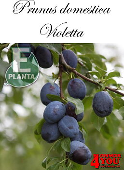 Plommon P.dom BALSGÅRDS VIOLETTA®  E   P.cer  Stam 2-års A-kv Co.