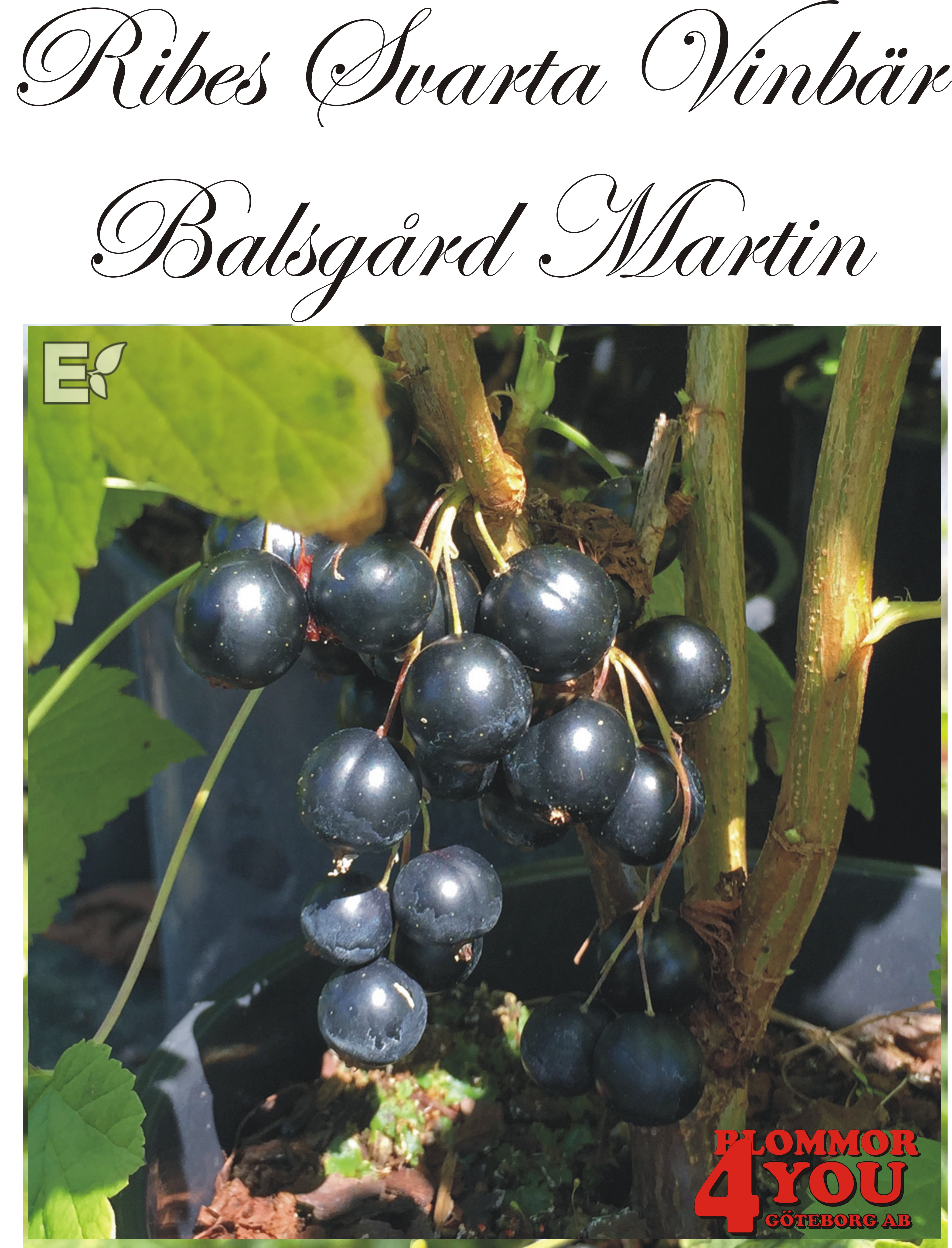 Ribes nigrum   (Svarta vinbär)    BALSGÅRD MARTIN    (’SLUBGD3001’)   (cert)   Busk C3,5