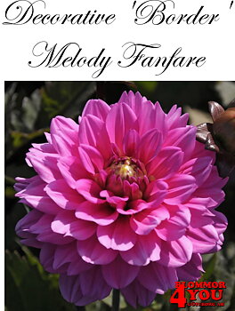 Dahlia Melody Fanfare
