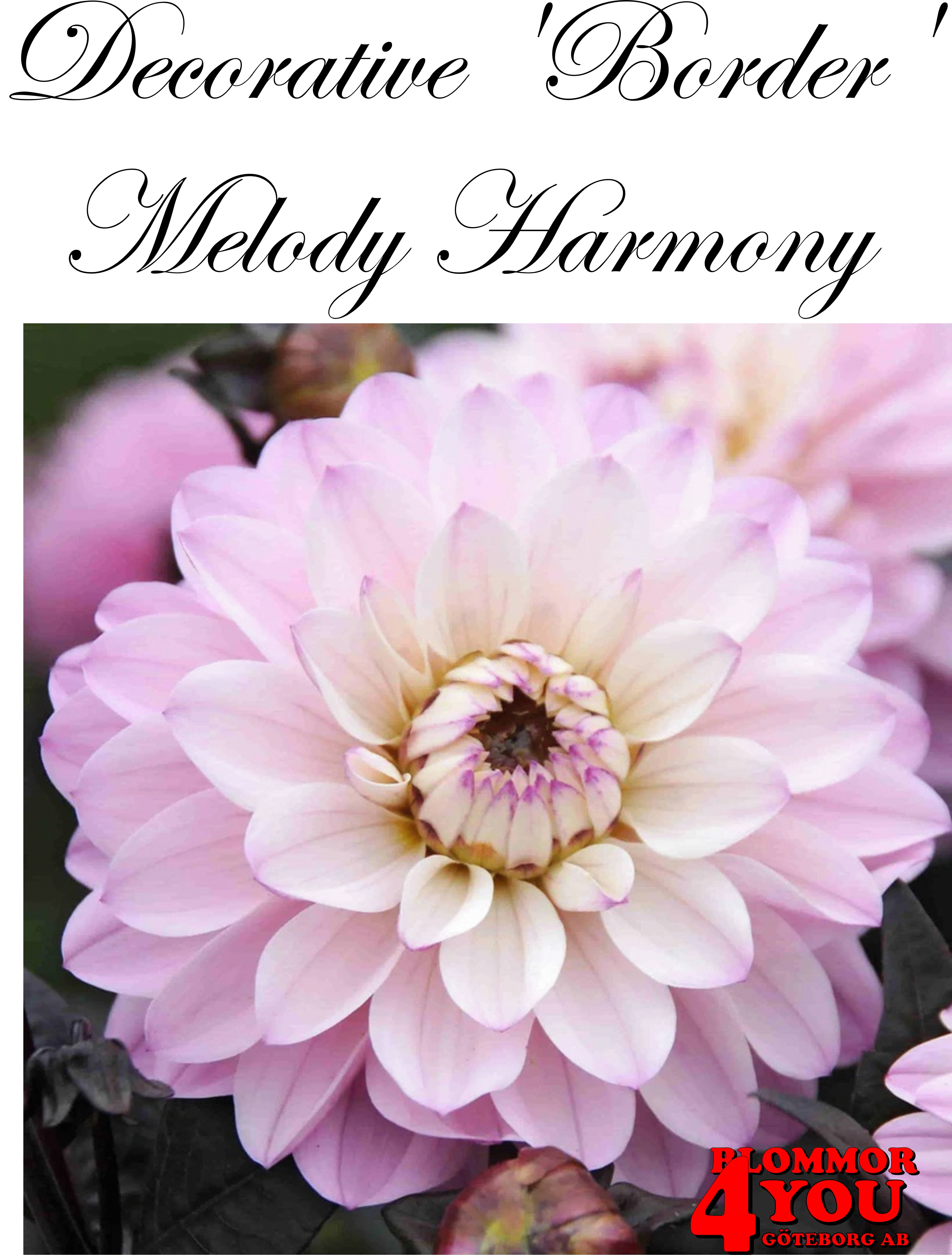 Dahlia Melody Harmony
