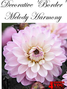 Dahlia Melody Harmony