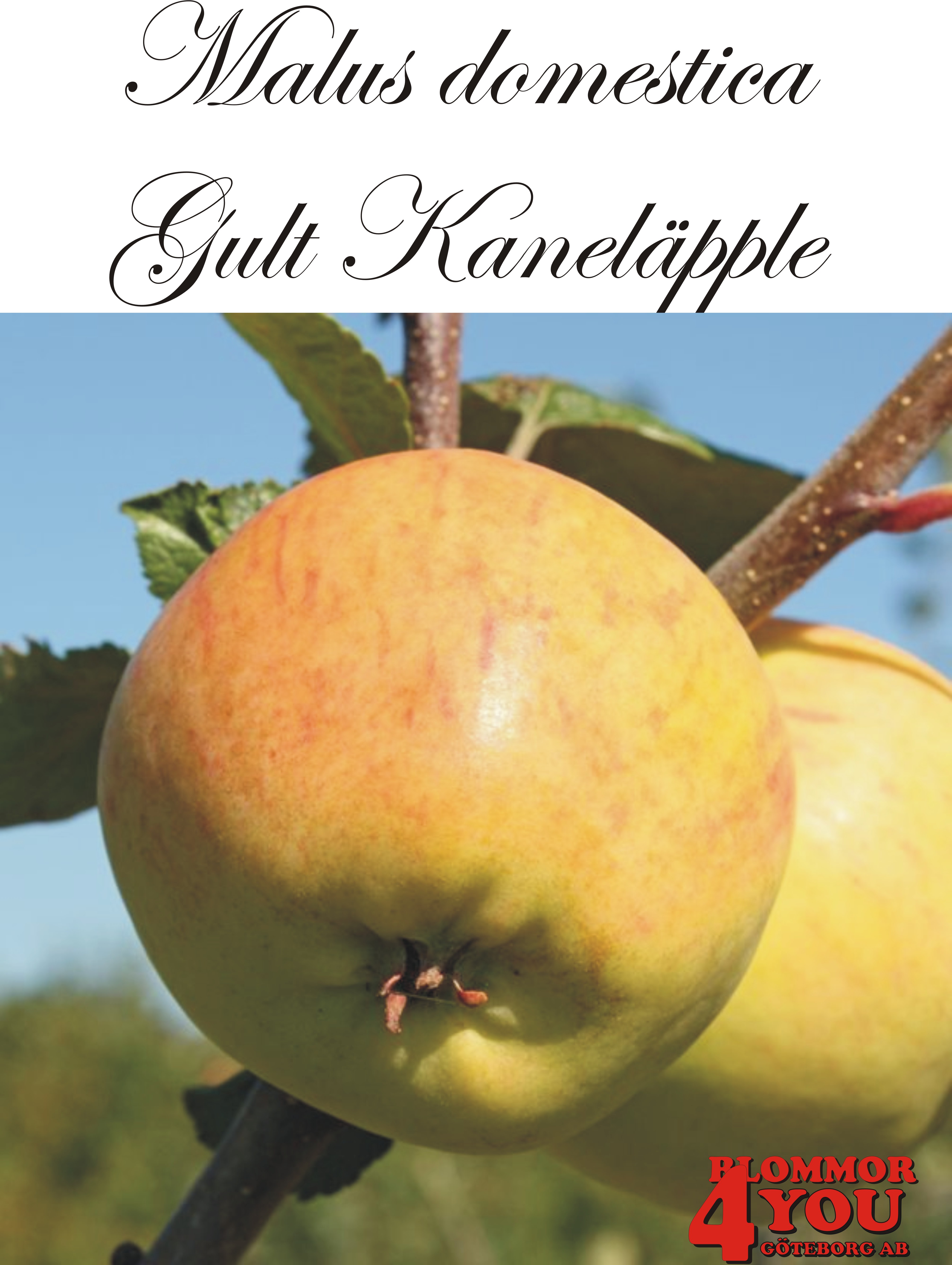 Äpple M.dom Gult Kaneläpple   (CAC) A2    Stam 2-års A-kv Co/Pack Co