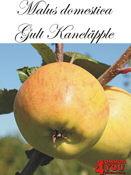 Äpple M.dom Gult Kaneläpple   (CAC) A2    Stam 2-års A-kv Co/Pack Co