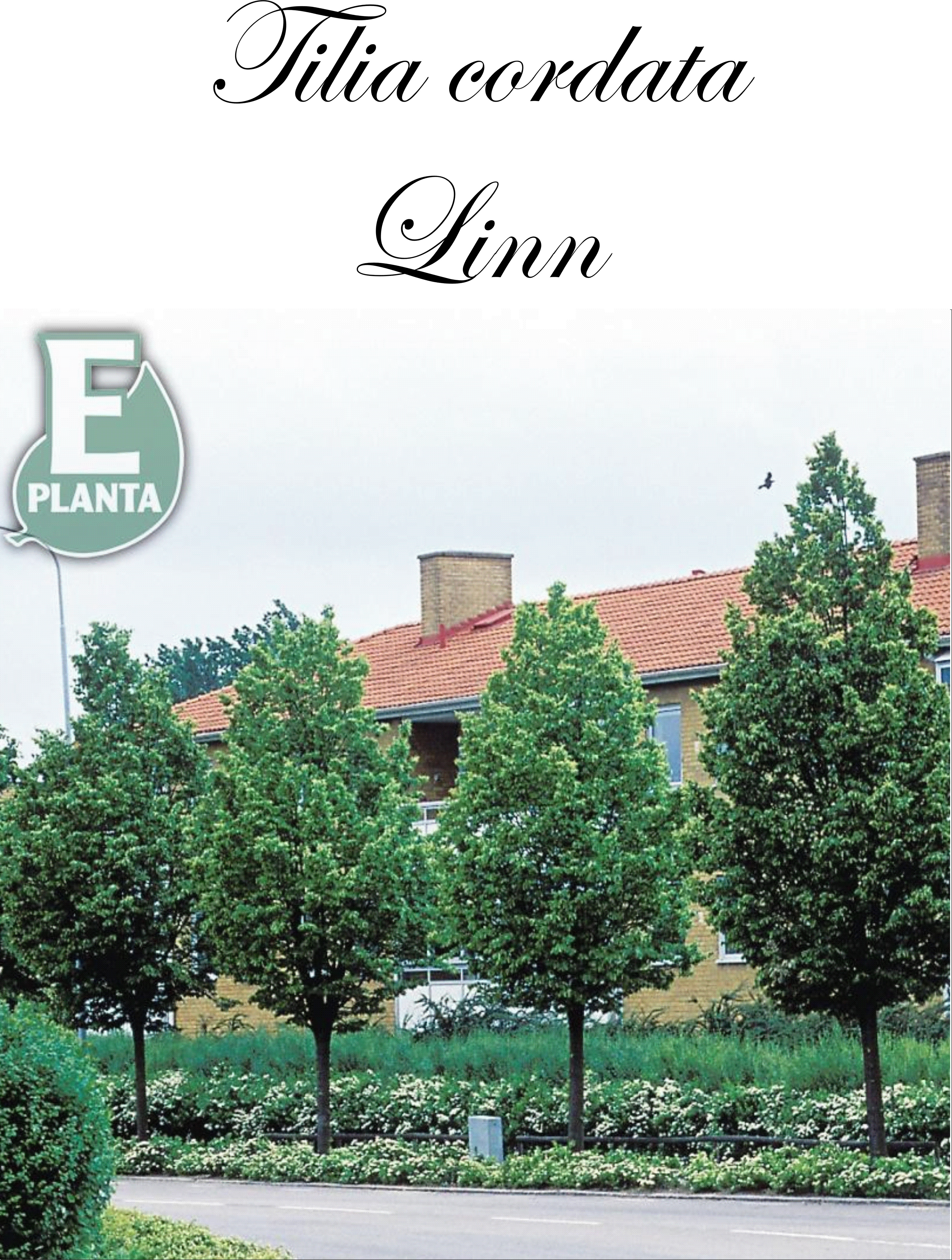 Tilia cordata Linn® E (´Elin´PBR) skogslind Linn® E  Utr 150-200 Co