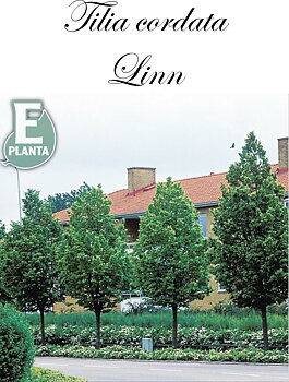 Tilia cordata Linn® E (´Elin´PBR) skogslind Linn® E  Utr 200-250 Co