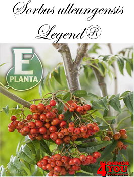 Sorbus ulleungensis Legend® E (Erik’PBR) prydnadsrönn Legend® E (Erik’PBR)  Utr 150-200 Co