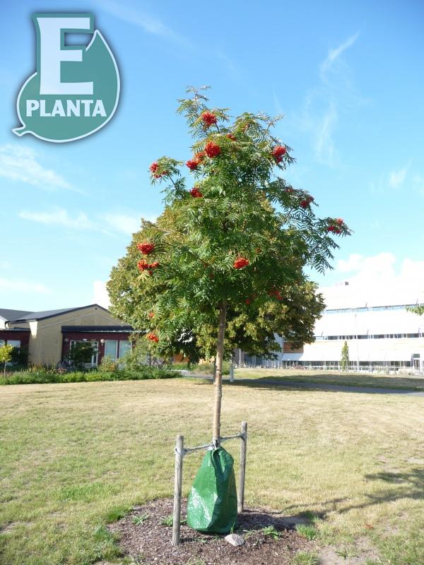 Sorbus ulleungensis Legend® E (Erik’PBR) prydnadsrönn Legend® E (Erik’PBR)  Utr 200-250 Co - 2