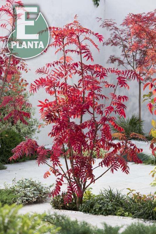 Sorbus ulleungensis Legend® E (Erik’PBR) prydnadsrönn Legend® E (Erik’PBR)  Utr 200-250 Co - 5