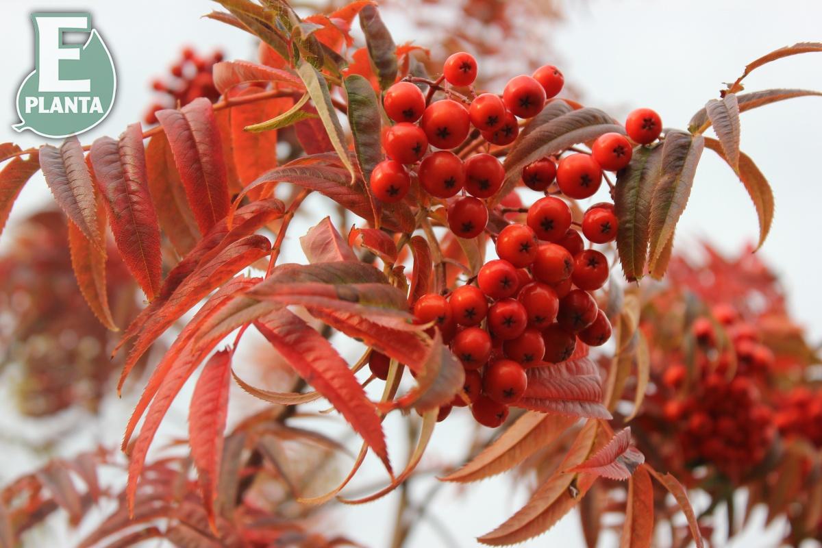 Sorbus ulleungensis Legend® E (Erik’PBR) prydnadsrönn Legend® E (Erik’PBR)  Utr 200-250 Co - 3