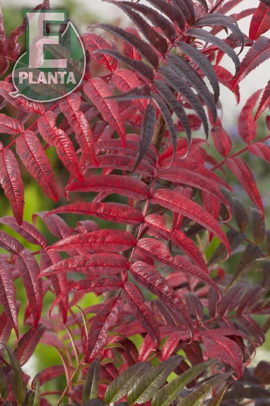 Sorbus ulleungensis Legend® E (Erik’PBR) prydnadsrönn Legend® E (Erik’PBR)  Utr 200-250 Co - 4
