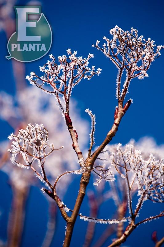 Ullungrönn - Sorbus ulleungensis Dodong’ E Dodong E  Utr 200-250 Co - 3
