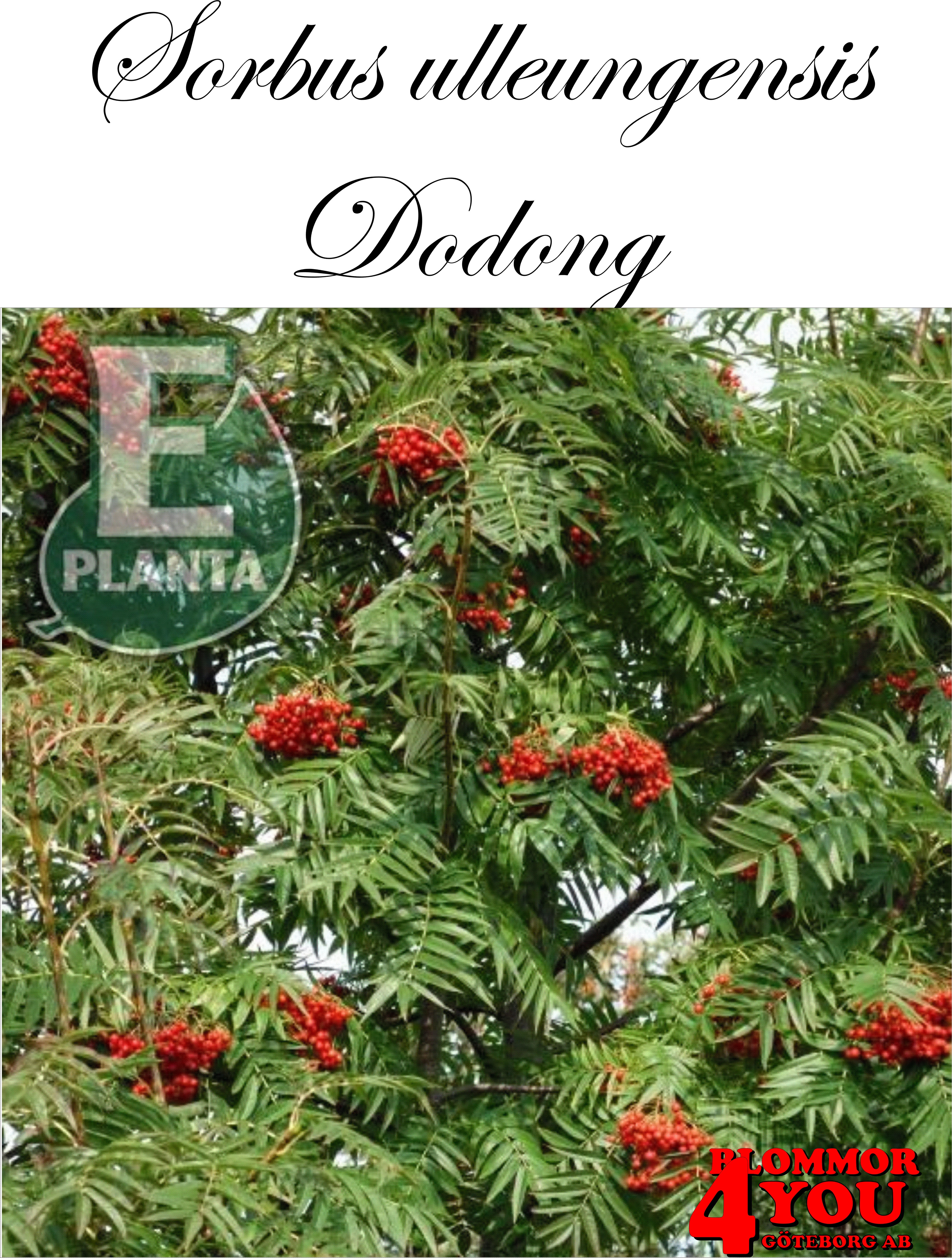Ullungrönn - Sorbus ulleungensis Dodong’ E Dodong E  Utr 200-250 Co