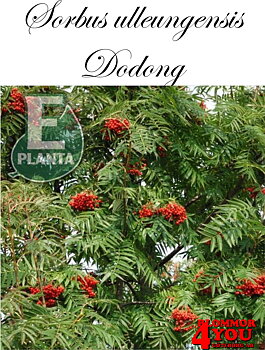 Ullungrönn - Sorbus ulleungensis Dodong’ E Dodong E  Utr 200-250 Co