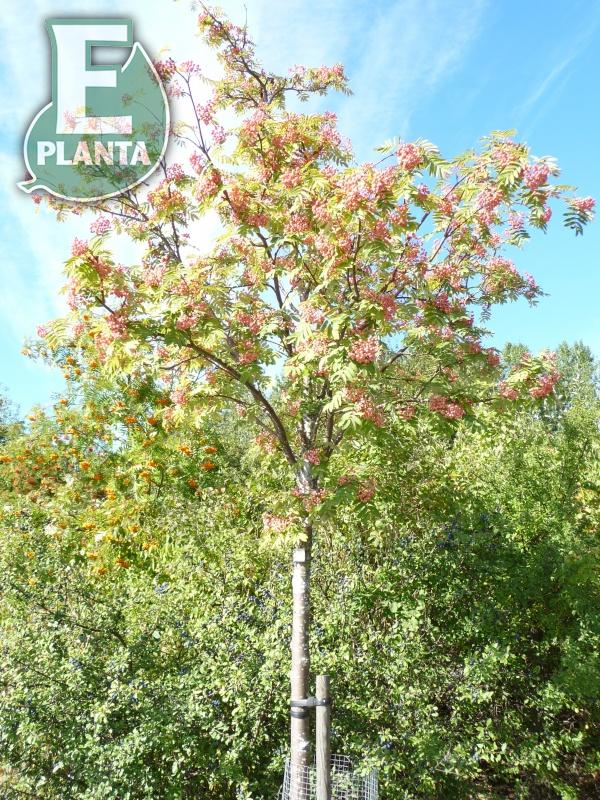 Sorbus Rosmari E prydnadsrönn Rosmari E  Utr 150-200 Co - 5