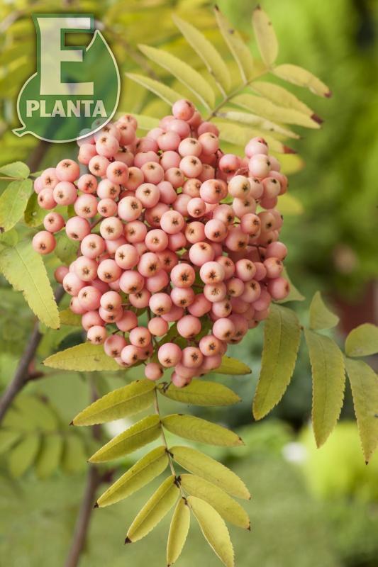 Sorbus Rosmari E prydnadsrönn Rosmari E  Utr 150-200 Co - 2