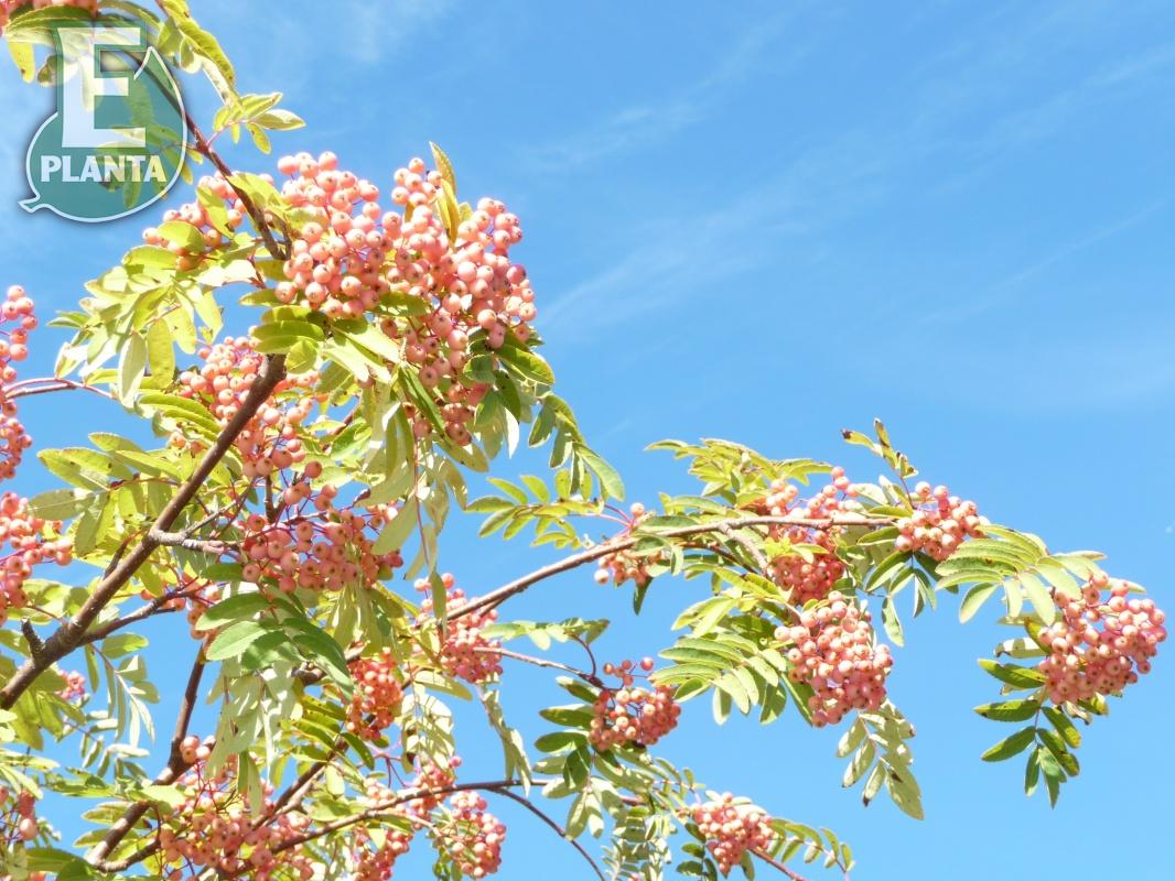 Sorbus Rosmari E prydnadsrönn Rosmari E  Utr 150-200 Co - 3