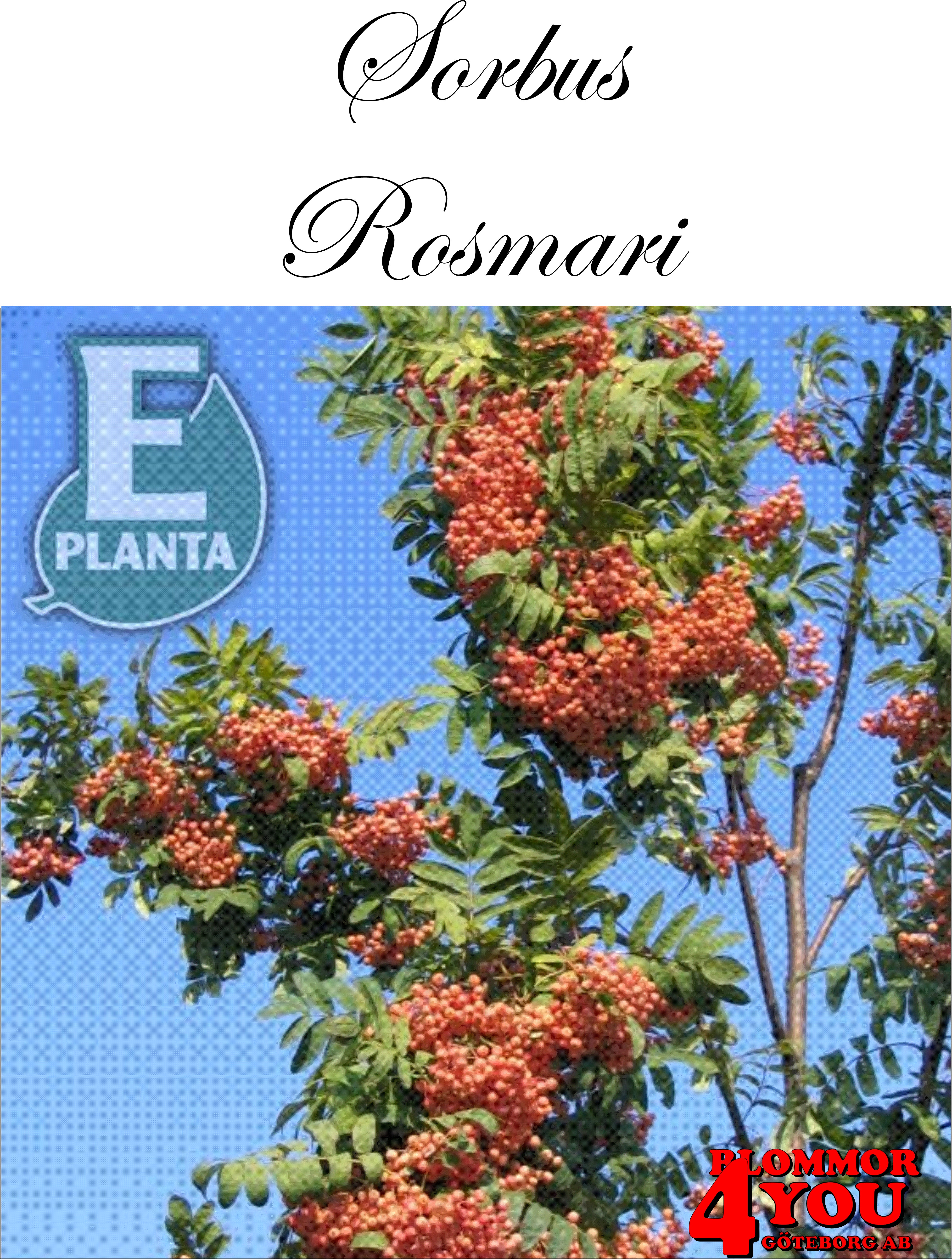 Sorbus Rosmari E prydnadsrönn Rosmari E  Utr 150-200 Co