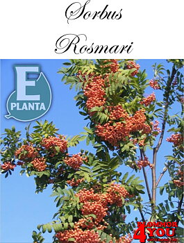 Sorbus Rosmari E prydnadsrönn Rosmari E  Utr 150-200 Co